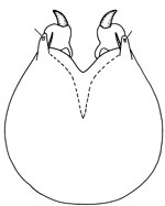 cyclius